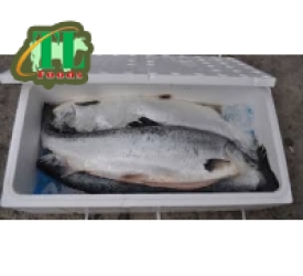 Cá Hồi tươi nguyên con size 6-7kg/con
