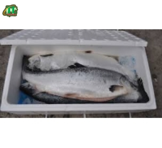 Cá Hồi tươi nguyên con size 6-7kg/con