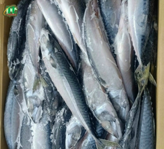 Cá saba Nhật