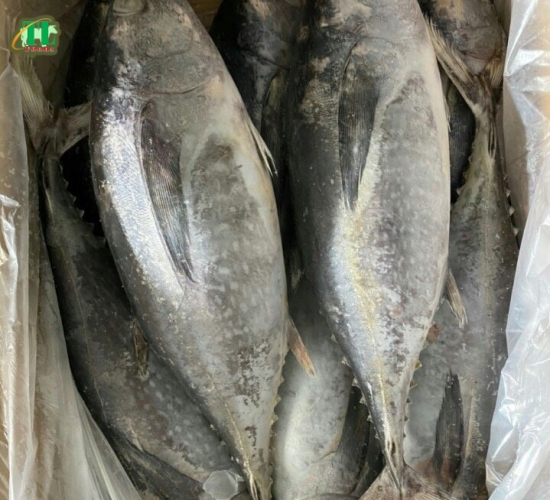 Cá ngừ bò