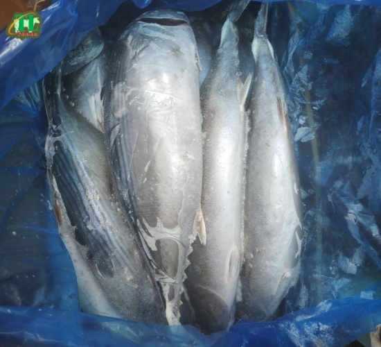 Cá ngừ thu